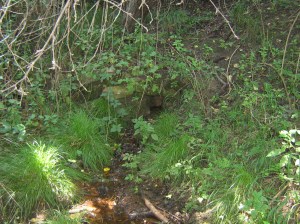 Изворчето до Тодор Бъчвара.jpg1