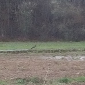 Черен щтър.1